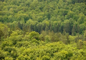 Wald in Thüringen (epd-bild Norbert Neetz) | Foto: epd-bild / Norbert Neetz