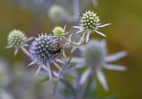 Landesgartenschau